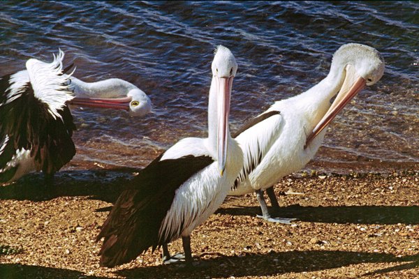 Pelikanen op Kangaroo Island, Australië 1998
