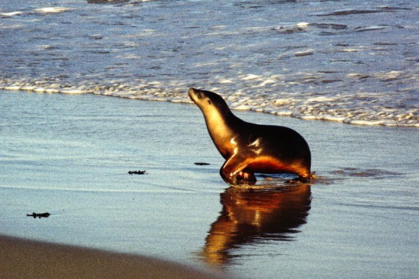 Pelsrob op strand van Kangaroo Island, Australië 1998