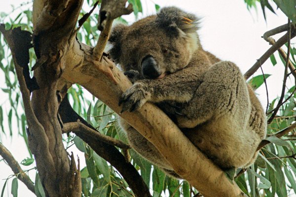 Koala op Kangaroo Island, Australië 1998