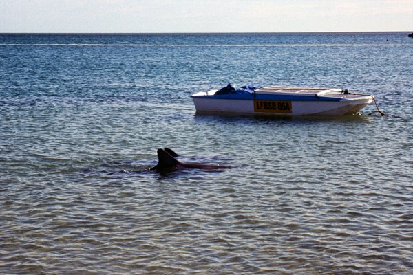 Dolfijnen in Monkey Mia, Australië 1998