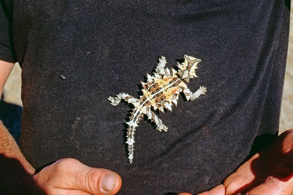 Thorny Devil, omgeving Murchison, Australië 1998