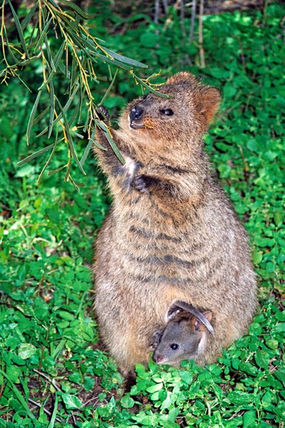 Quokka, Rottnest Island, Australië 1998