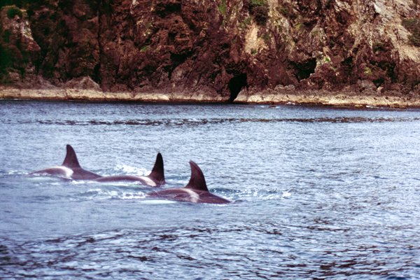 Orka