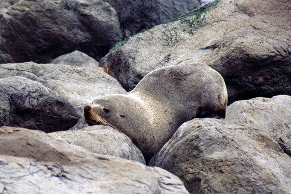 Fur seal bij Cape Palliser, Nieuw-Zeeland 1998