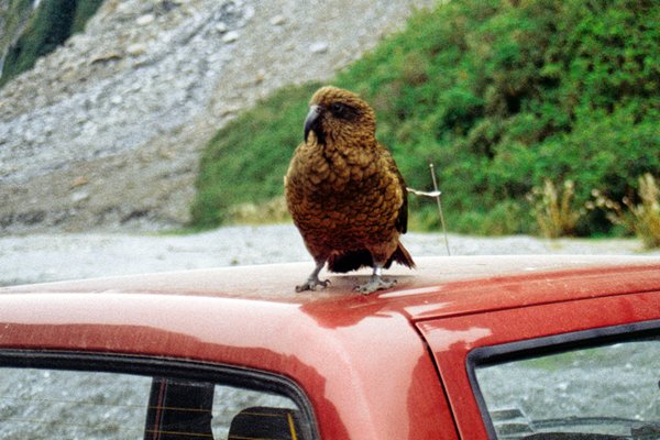 Kea, Fox, Nieuw-Zeeland 1998
