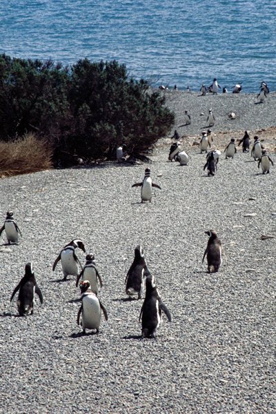 Opnieuw de pinguïns bij Punta Tomba, Argentinië 1997