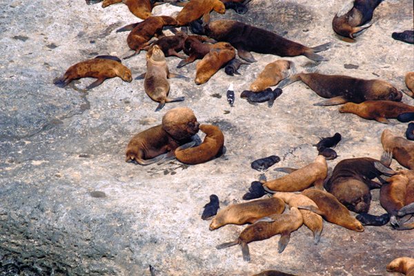 Mannetje zeeleeuw, Peninsula Valdes, Argentinië 1999