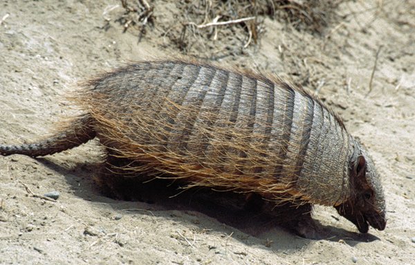 Armadillo op Peninsula Valdes, Argentinië 1999