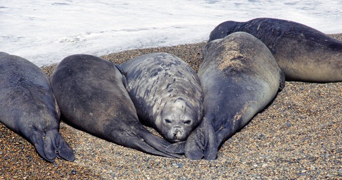 Vrouwtjes zeeolifanten op Peninsula Valdes, Argentinië 1999