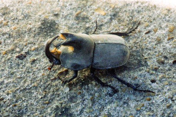 Gehoornde kever in El Palmar, Argentinië 1999