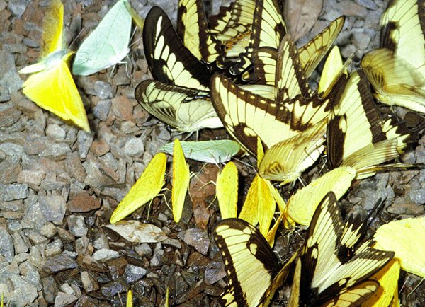 Vlinders bij Foz de Iguaçu, Brazilië 1999