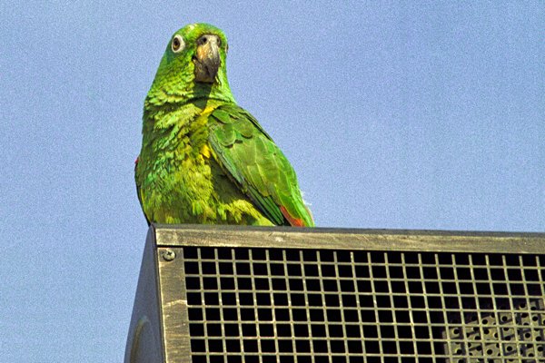 Papegaai in La Gran Sabana, Venezuela 1999