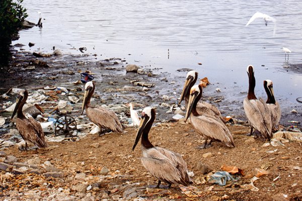 Pelikanen bij afval in Cartagena, Colombia 1999