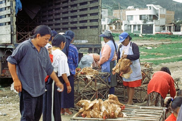 Kippenverkoop op de markt van Otavalo, Ecuador 1999