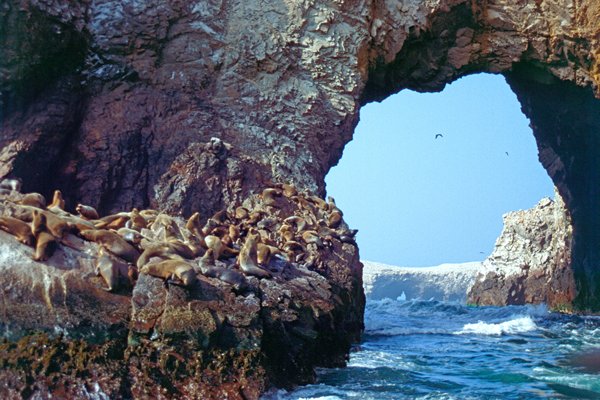Zeehonden bij Islas Ballestas, Peru 1999