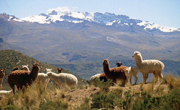 Alpaca