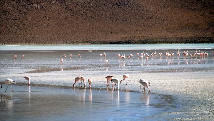 Flamingo