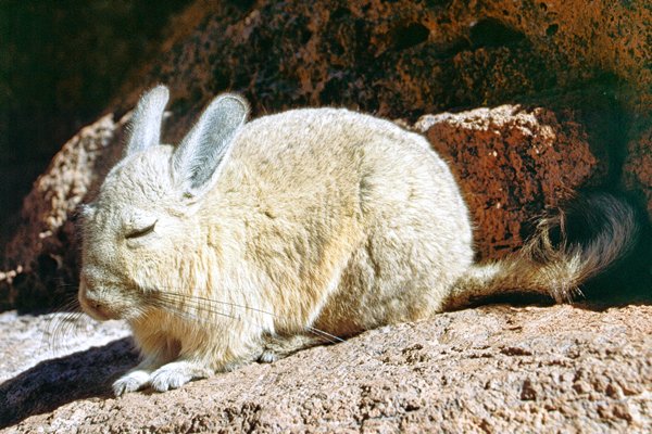 Vizcacha op de hoogvlakte van Bolivia, 1999