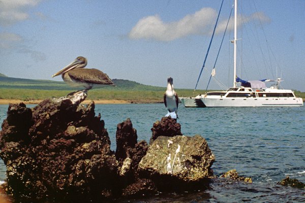 Pelikaan bij catamaran bij Floreana, Galapagos 1999