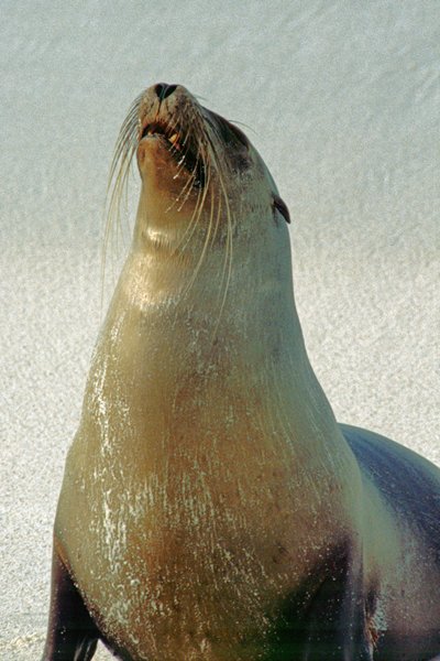 Zeeleeuw bij Gardner Bay in Española, Galapagos 1999