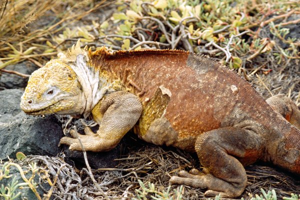 Leguaan op Plaza Sur, Galapagos 1999