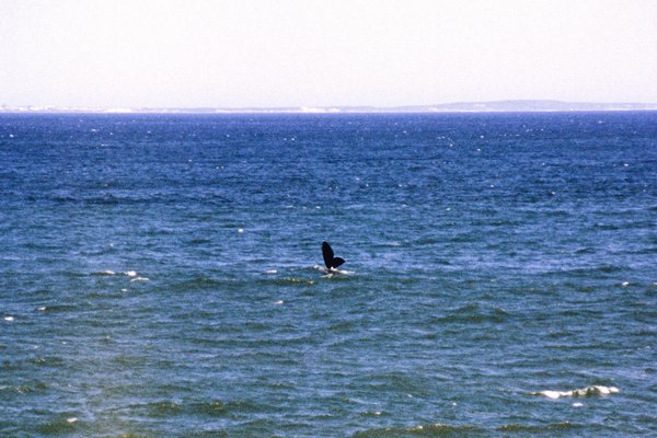 Walvissen bij Hermanus, Zuid-Afrika 1997