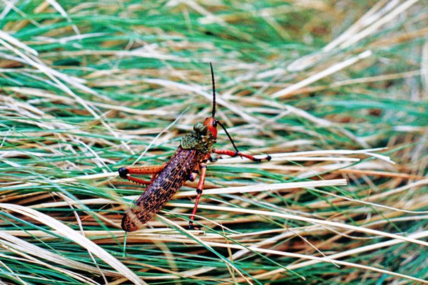 Sprinkhaan in Tsitsikamma Natural Park, Zuid-Afrika 1997