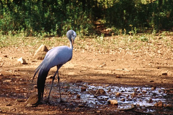 Kraanvogel in Mlilwane Wildlife Sanctuary, Swaziland 1997