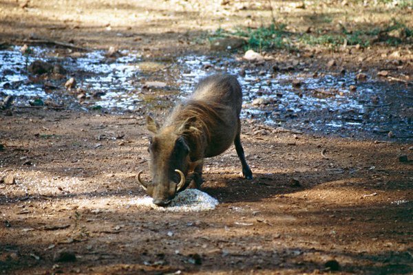 Wrattenzwijn in Mlilwane Wildlife Sanctuary, Swaziland 1997
