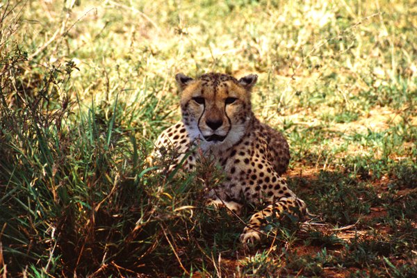 Luipaard, Hlane, Swaziland 1997