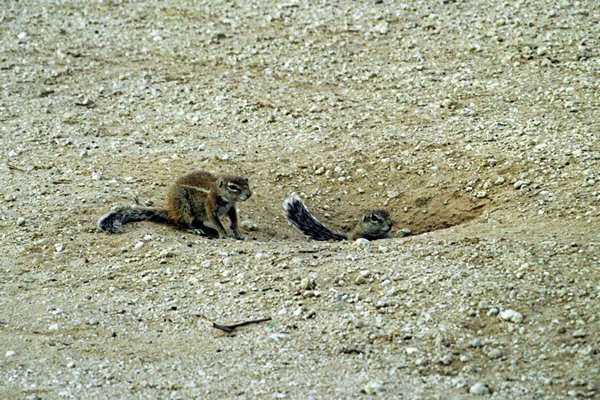 Ground squirrels, Kalahari Gemsbok Reserve, Zuid-Afrika 1997
