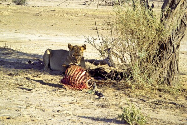 Leeuw bij karkas in Kalahari Gemsbok Reserve, Zuid-Afrika 1997