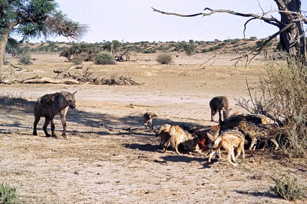 Hyena