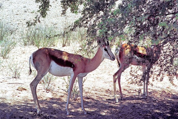 Impala