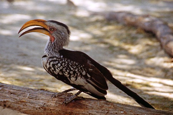 Hornbill in Kalahari Gemsbok Reserve, Zuid-Afrika 1997