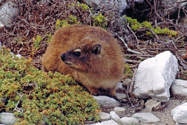 Dassie bij Cape Peninsula, Zuid-Afrika 1997