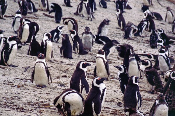 Grote groep pinguïns bij Simon