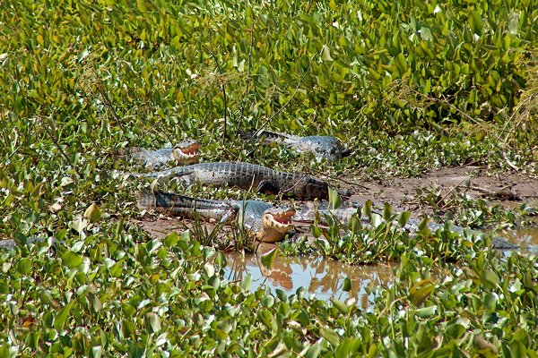 Kaaimannen in een poeltje langs de weg, Pantanal, Brazilië 2006