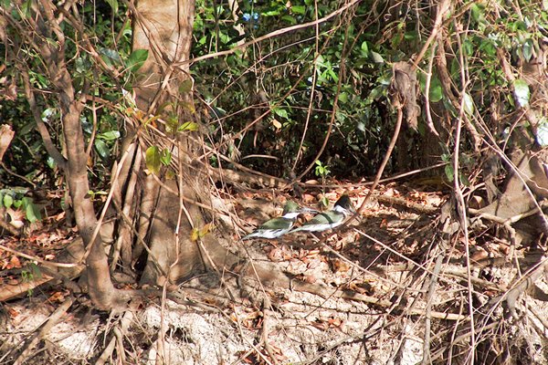 Amazon kingfishers, Pantanal, Brazilië 2006