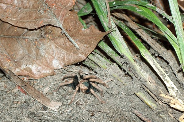 Vogelspin in de Pantanal, Brazilië 2006