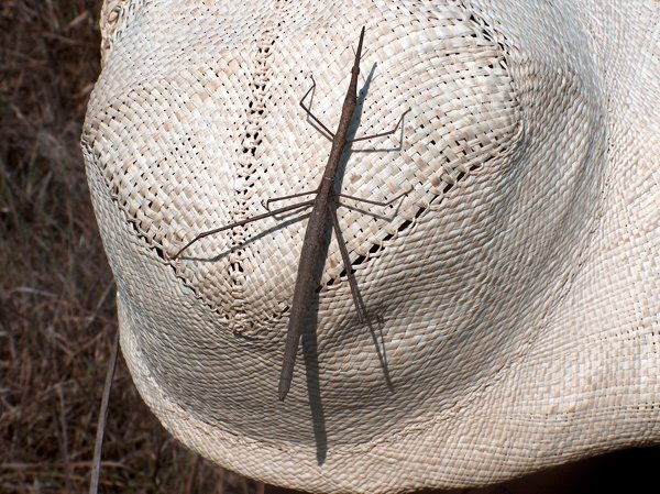 Wandelende tak in de Pantanal, Brazilië 2006