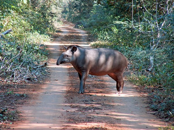 Tapir in Noel Kempff Mercado, Bolivia 2006