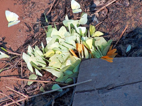 Grote kluwen vlinders in Noel Kempff Mercado, Bolivia 2006