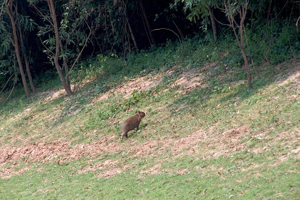 Jonge capibara bij de Ibaré rivier, Bolivia 2006