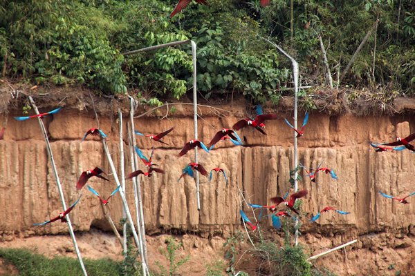 papegaaien bij de clay lick in Manu, Peru 2006