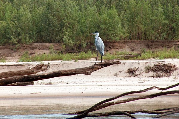 Reiger in Manu, Peru 2006