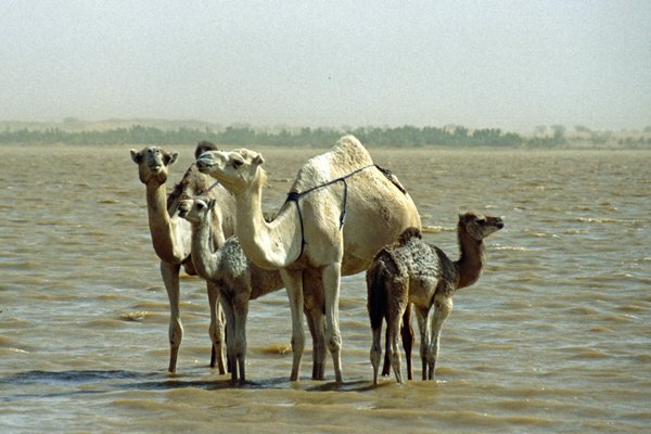 Dromedarissen in een meertje, Mauritanië 1996