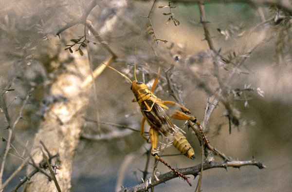 Sprinkhanen op acacia