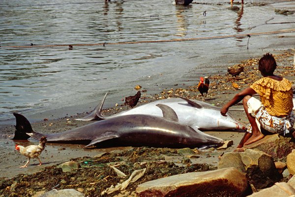 Gevangen dolfijnen, Dixcove, Ghana 1996