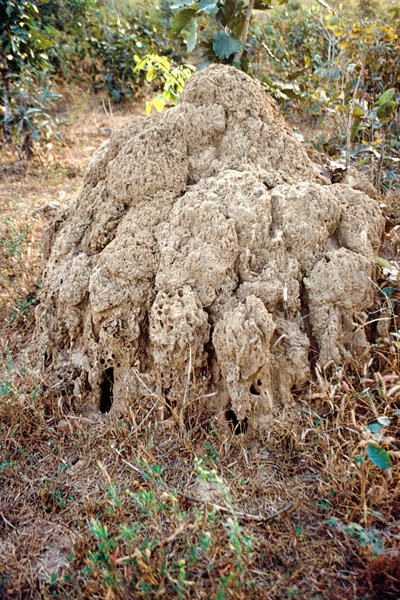 Termietenheuvel in Noord-Nigeria, 1996